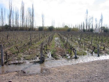Winter flood irrigation at Nieto Senetiner vineyard, Lujan de Cuyo